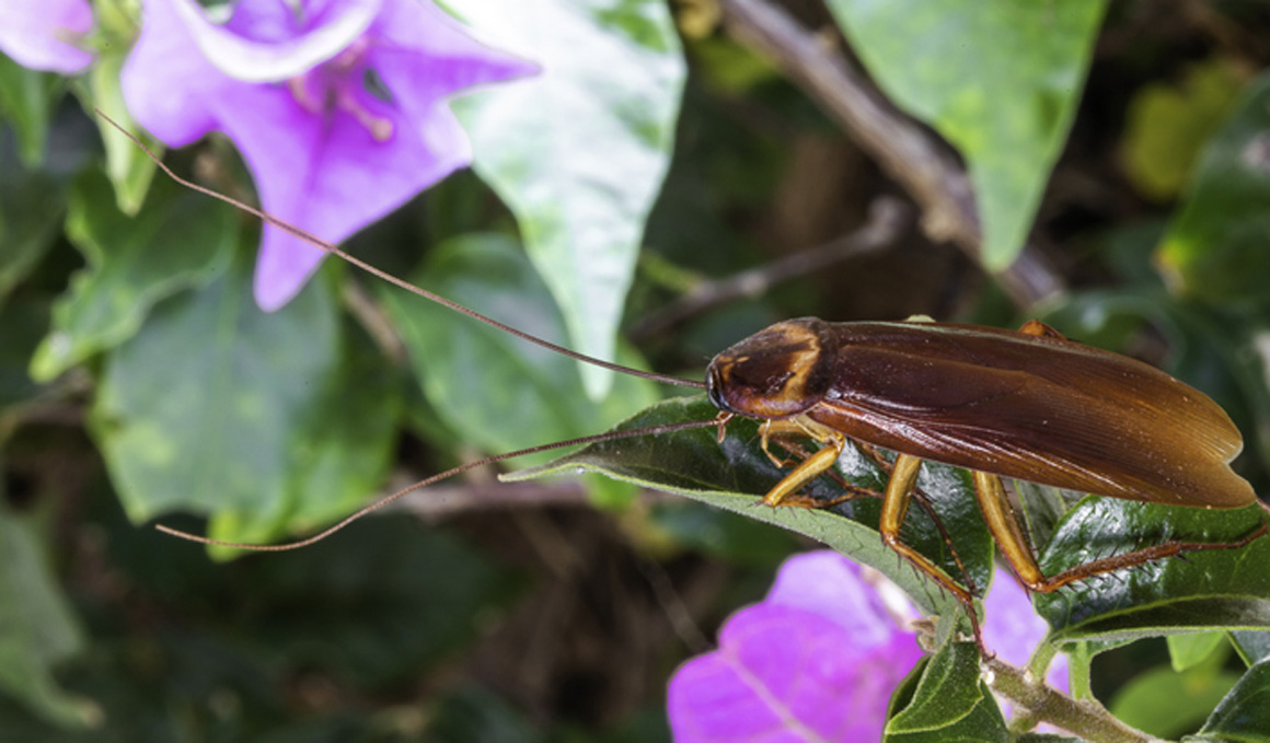 ¿Qué es la leche de cucaracha?